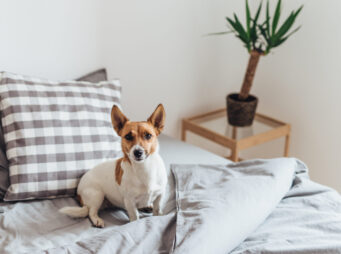 Adorable dog in bed